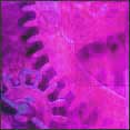 purple image